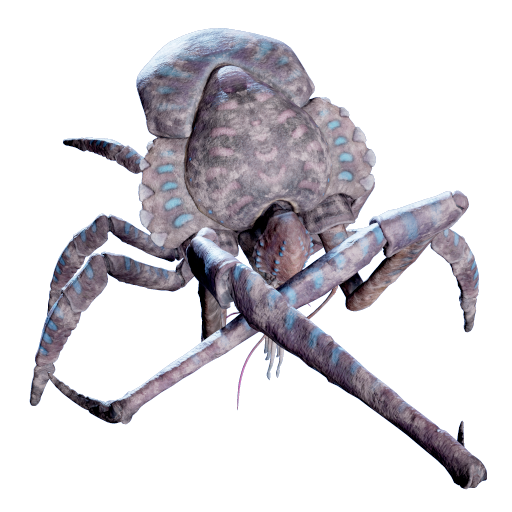 Dead Coral Crab