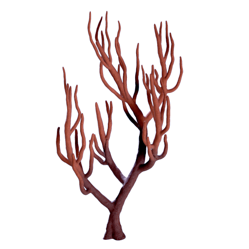 Branching Coral