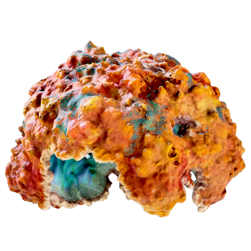 Coral Dome