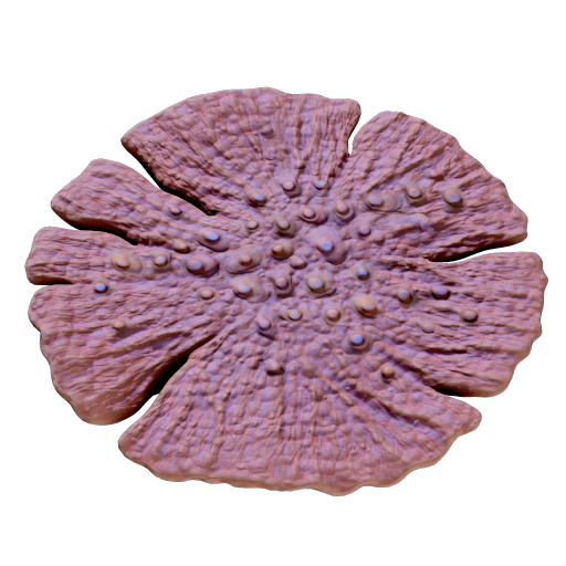 Plate Coral