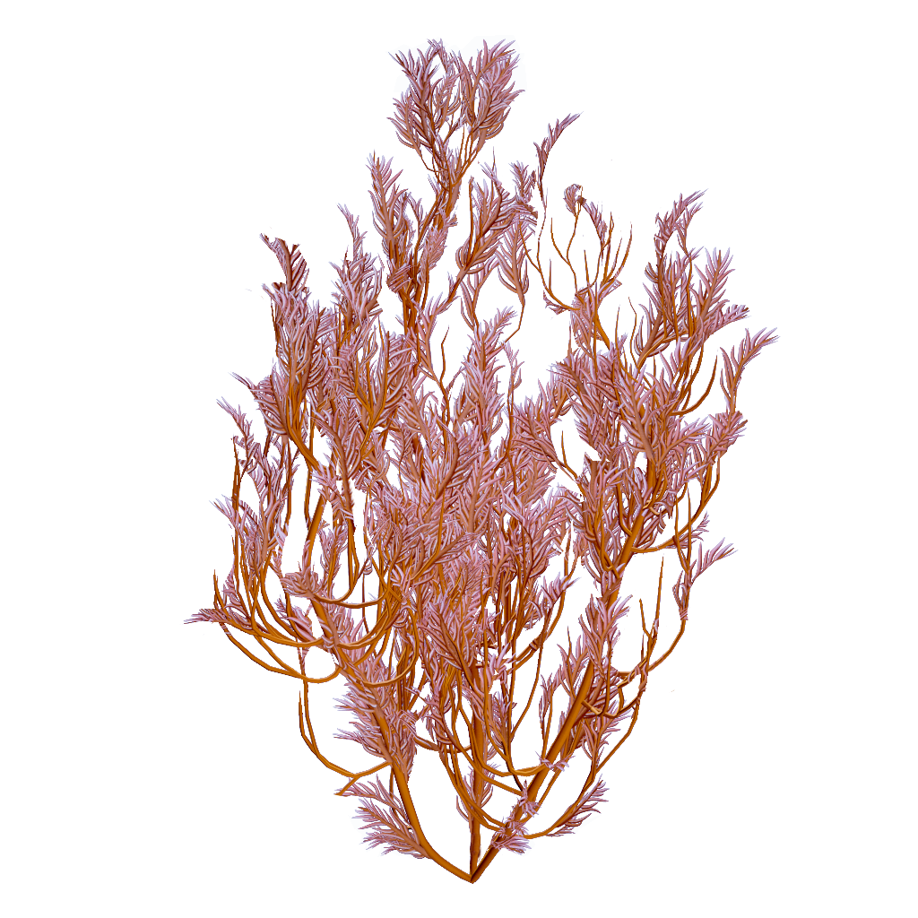 Feather Kelp