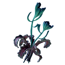 Freesia Flower