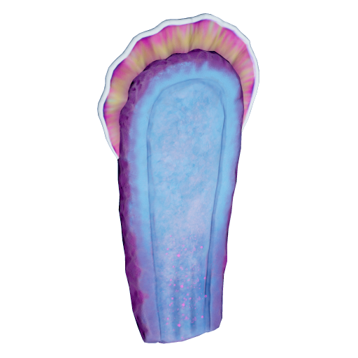 Macaron Sponge