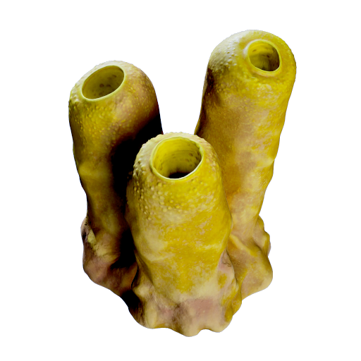 Yellow Tube Sponge