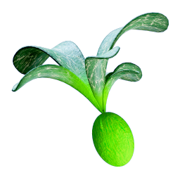 Cherimoya Rotsac Fruit