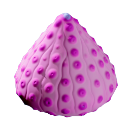 Coral Cabbage Fruit