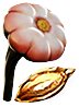 Semilla de anémona algodón joven