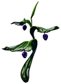 Preston's Plant