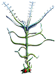 Bloodvine