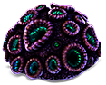 Coral cerebral