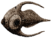 Cooked arctic peeper