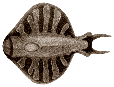 Cooked discus fish