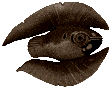 Cooked feather fish