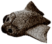 Cooked triops