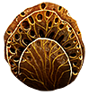 coralchunk