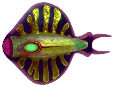Cured discus fish