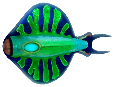 discusfish