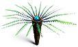 Palmera helecho