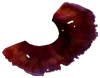 Trozo de planta espiral