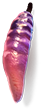 Pimiento febril