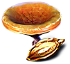 Orange Mushroom Spore