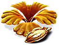 Semilla de canasta Grub