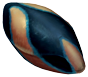Pinnacarid egg