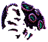Trozo de coral cerebro morado
