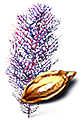 Purple Branches Seed