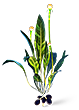 Chinese potato plant