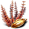 Red Bush Seed