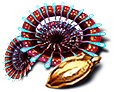Red Cone Plant Seed