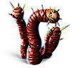 Tiger Plant