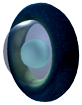 Titan holefish egg