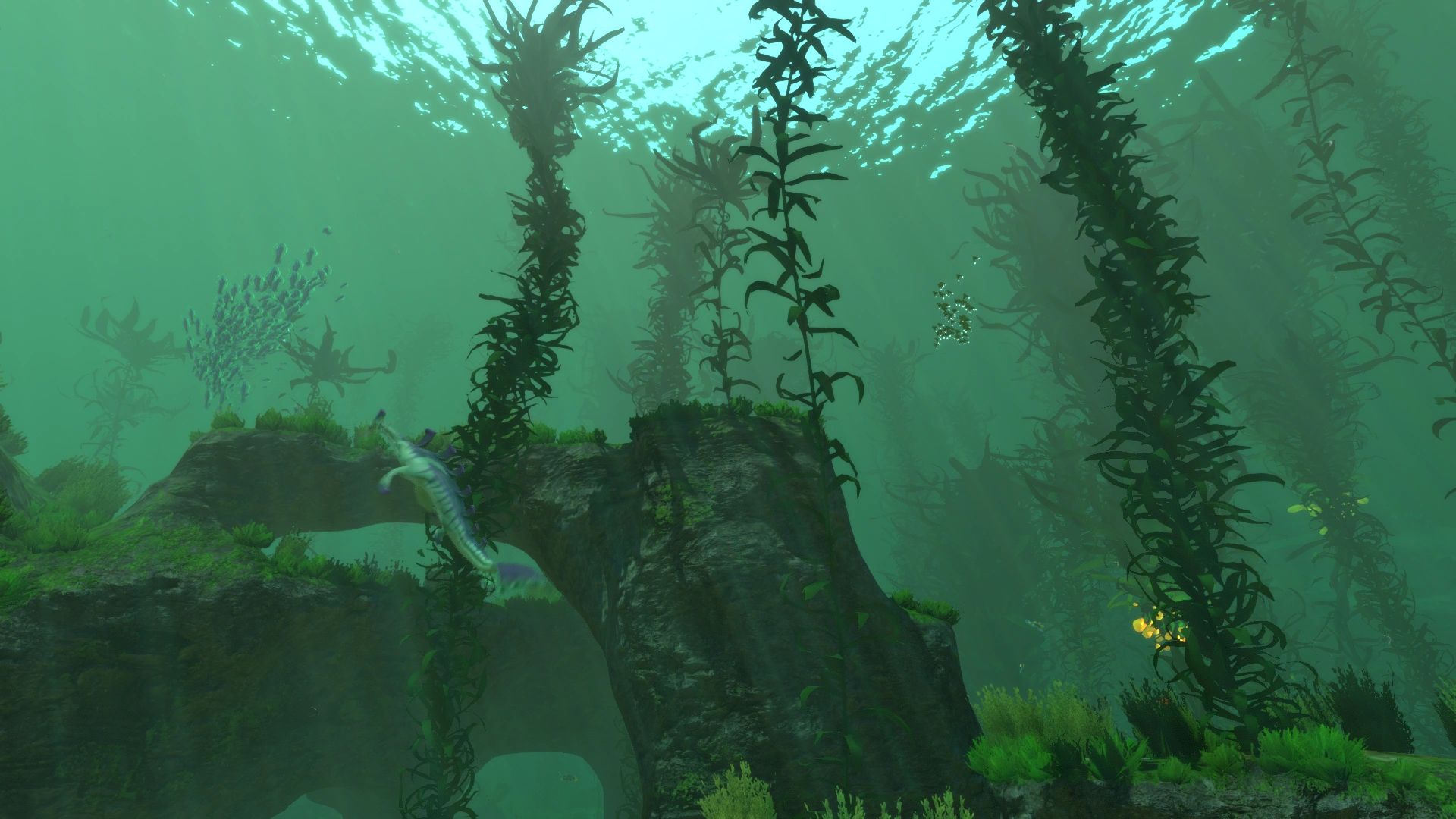 Kelp Forest