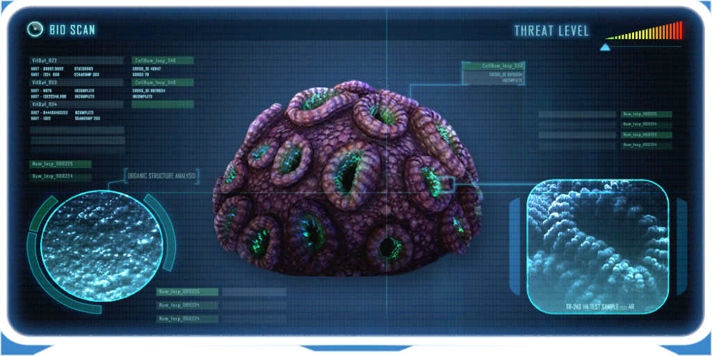Coral cerebral